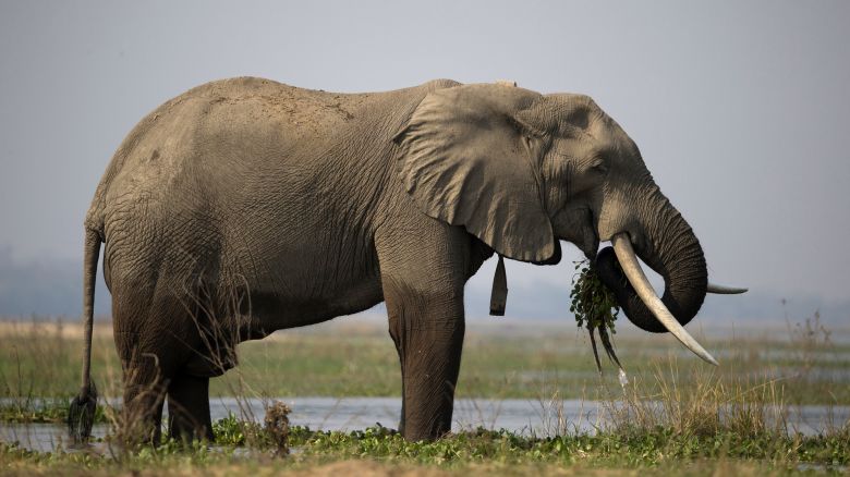 Zimbabwe nuôi 200 con voi để cung cấp thức ăn cho người dân bị hạn hán