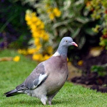 Trò lừa chuyên nghiệp để chim bồ câu tránh xa khu vườn của bạn