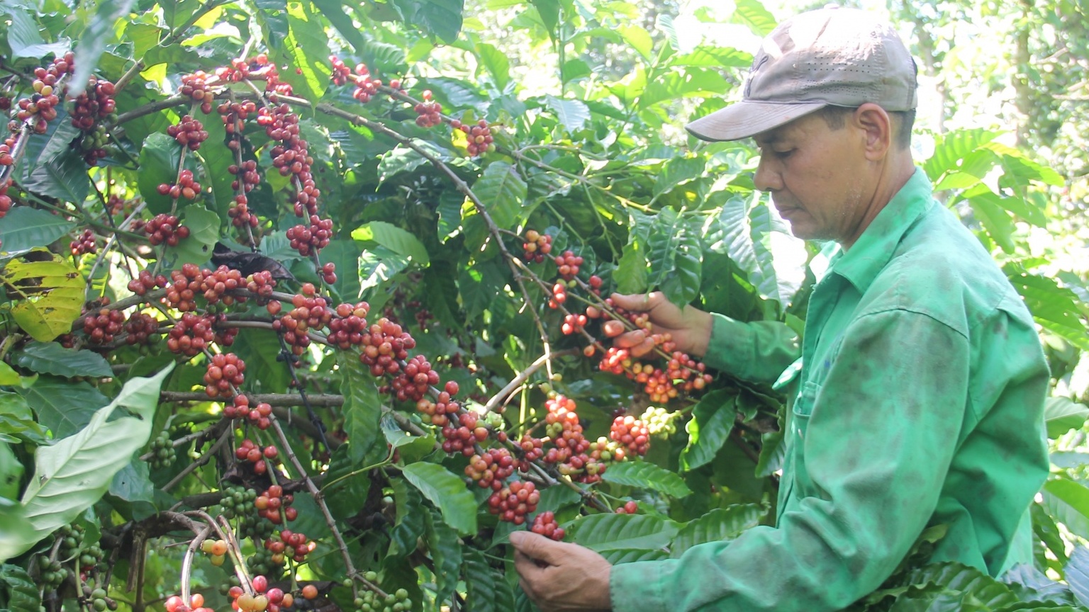 Ăn Tết với cà phê