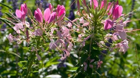 Cleome, Hoa Nhện