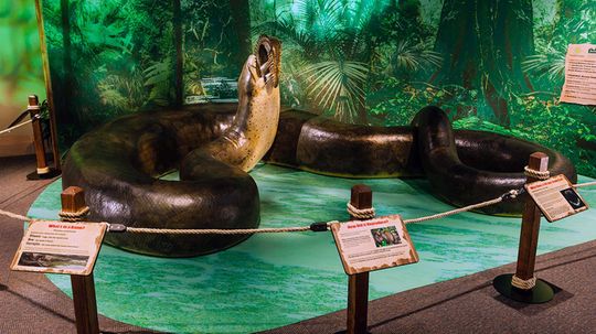 Rắn Titanoboa khổng lồ từng thống trị rừng nhiệt đới Colombia