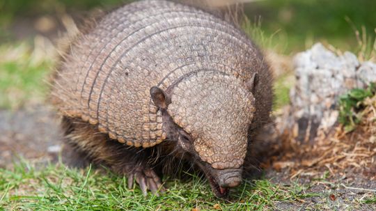 Làm thế nào để thoát khỏi Armadillos