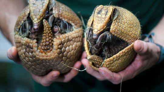 Làm thế nào để armadillos cuộn thành một quả bóng?