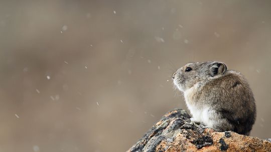 Ili Pika có thể là loài có nguy cơ tuyệt chủng đáng yêu nhất