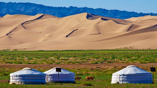 Gấu Gobi sống ở sa mạc Gấu nâu hiếm nhất