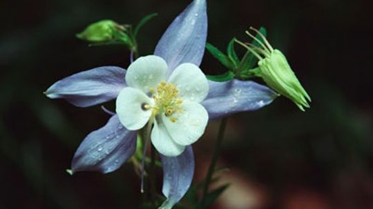 Columbine