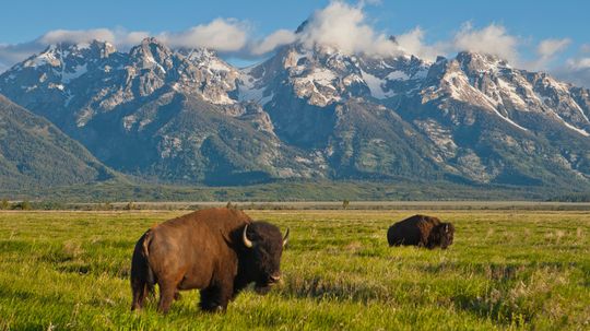 Bison vs Buffalo: Sự khác biệt là gì?