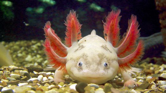 Axolotl siêu dễ thương cũng là loài ăn thịt tàn nhẫn