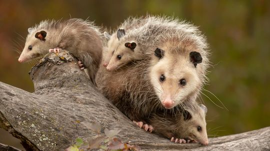 Possums ăn gì? Hóa ra là hầu hết mọi thứ