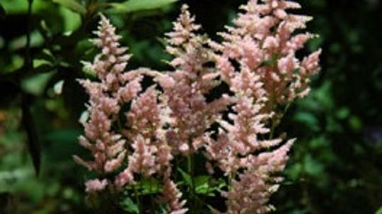 Astilbe, Vườn Spirea