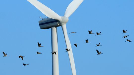 Những nhà phê bình năng lượng gió khóc 'Bird' đã sai