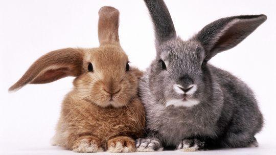 Bunny vs Rabbit: Có sự khác biệt nào không?