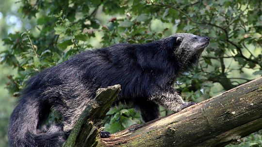 Binturong, hay còn gọi là Bearcat, không liên quan đến tên