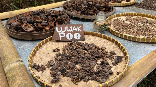 Kopi Luwak: Cà phê đắt tiền được làm từ phân cầy hương