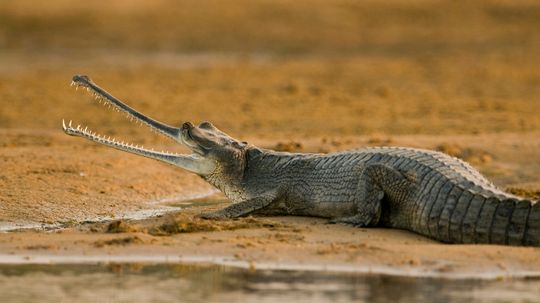 Gharial: Loài cá sấu quý hiếm có mõm cực hẹp