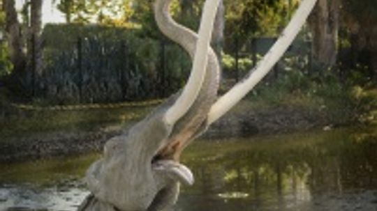 La Brea Tar Pits hoạt động như thế nào