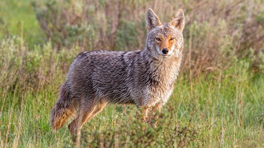 Coyote vs Wolf: Sự khác biệt về kích thước, môi trường sống và hành vi