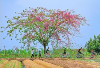 Mùa hoa ô môi hồng rực rỡ ở miền Tây