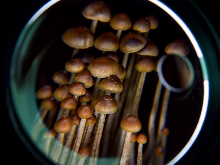 Psilocybin từ nấm có thể làm giảm triệu chứng trầm cảm ở người mắc bệnh ung thư