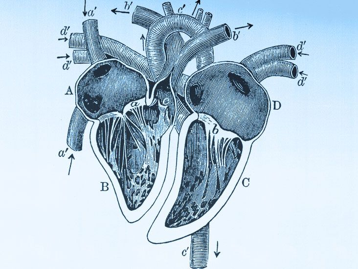 Biết gì về hệ tim mạch