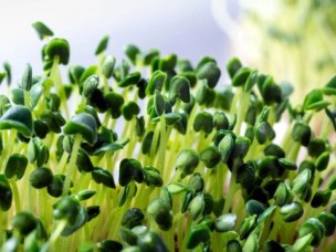 Lợi ích sức khỏe của microgreen