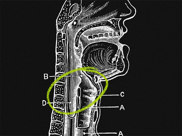 Trachea: Mọi thứ anh cần biết