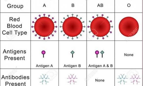 Tại sao nhóm máu phải là A, B, AB, O? Tại sao không chỉ A, B, C và D?