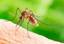 Một người ở Santa Clara tử vong do nhiễm virus West Nile từ muỗi