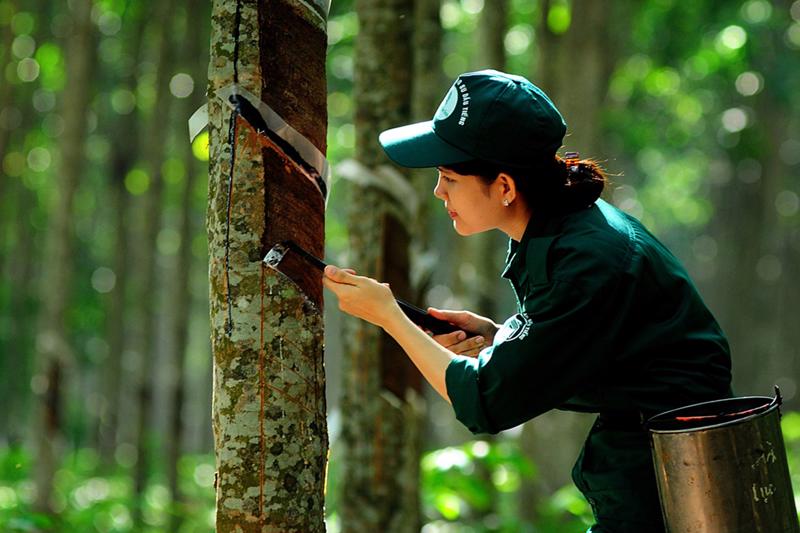 Ngành cao su Việt Nam sẵn sàng ứng phó với EUDR