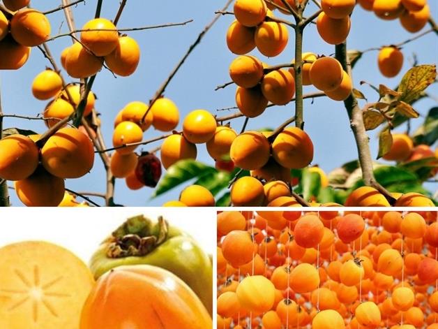 Bảo Lâm seedless persimmon helps to put Lạng Sơn Province on the national specialty fruit map