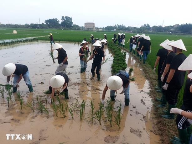 Đường Lâm ancient village charms visitors with farm experiences