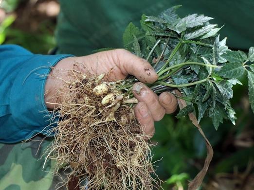 Scientific research and quality standards needed to enhance Vietnamese ginseng’s value