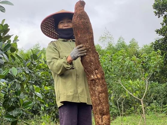 Phú Yên Province farmer harvests giant cassava