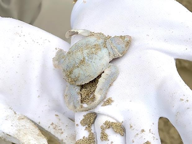 Blanche – the baby white sea turtle born on Côn Đảo