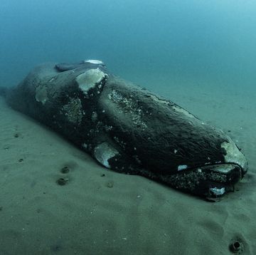 This Decade-Old Whale Carcass Still Supports Life