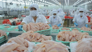 Pangasius exports to Germany witness double-digit growth