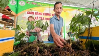 Ngoc Linh ginseng brings much profit to people in Quang Nam