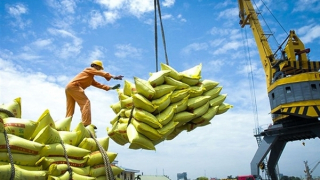 Vietnam's rice exports revenue in 9 months surges to new record