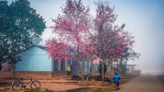 Cherry-like apricot blossoms brighten Lang Biang plateau