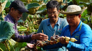 Dong Thap exports 15 tons of frozen lotus roots to Japan