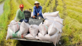 Vietnam's rice export increased sharply