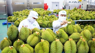 Vietnam's agriculture conquers world markets