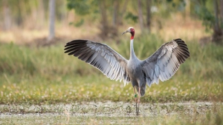 Efforts made to bring back red-crowned cranes from brink of extinction