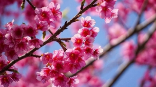 Cherry blossoms show off radiant beauty across Vietnam