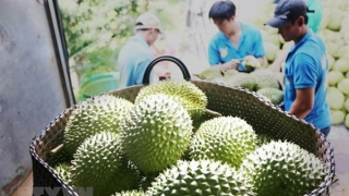 Vietnam sees opportunities to promote fruit, vegetable exports