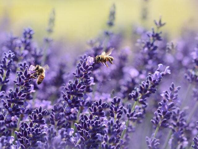 Cách trồng lavender trong nhà