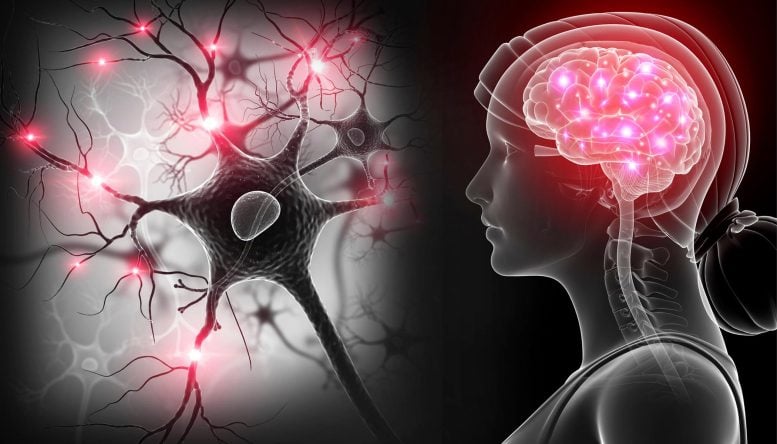 Tìm ra mục tiêu chữa bệnh Alzheimer mới