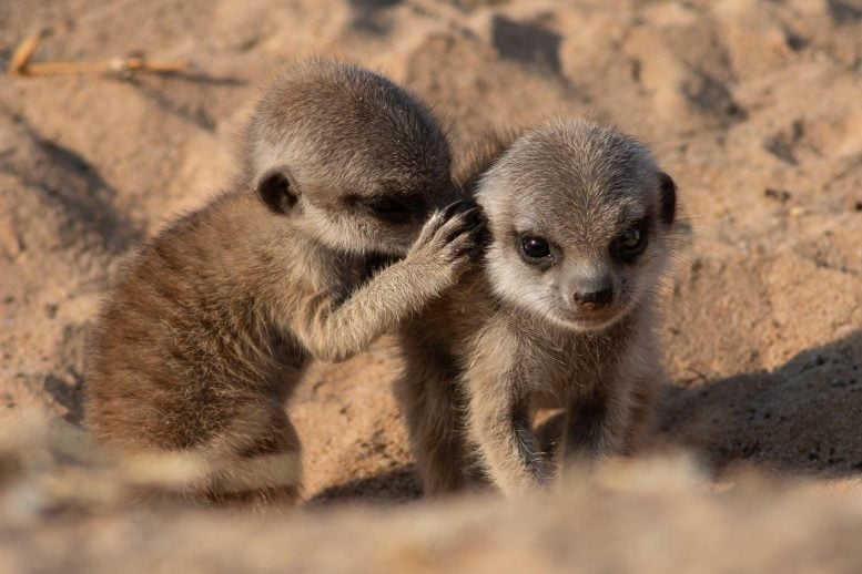 Cách Meerkat trò chuyện: Giải thích âm thanh sinh tồn