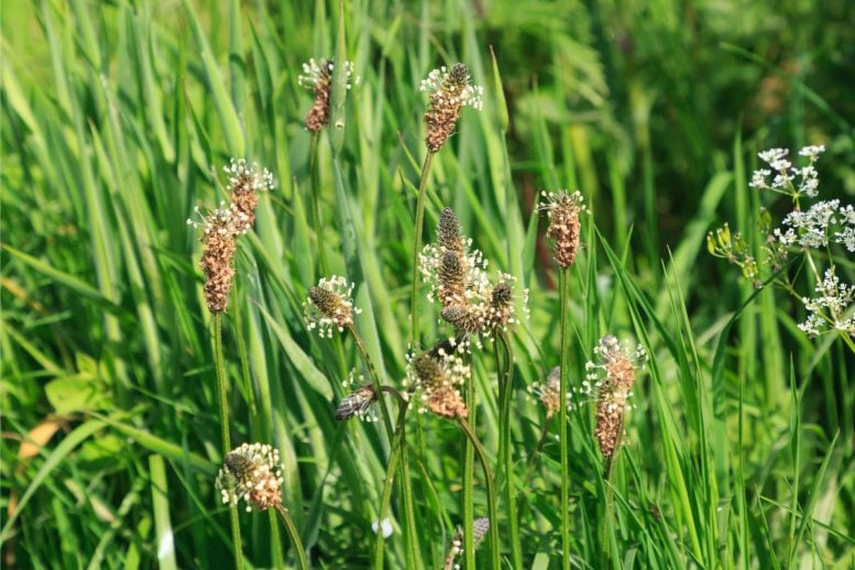 Invasive Time Bombs: Scientists Uncover Hidden Ecological Threat