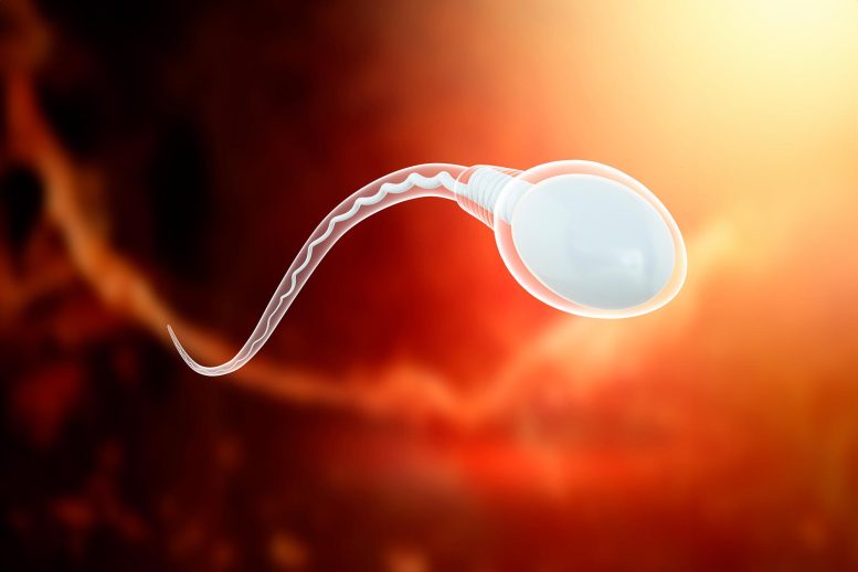 A Leap Forward in Male Birth Control: Non-Hormonal, Reversible Method Unveiled